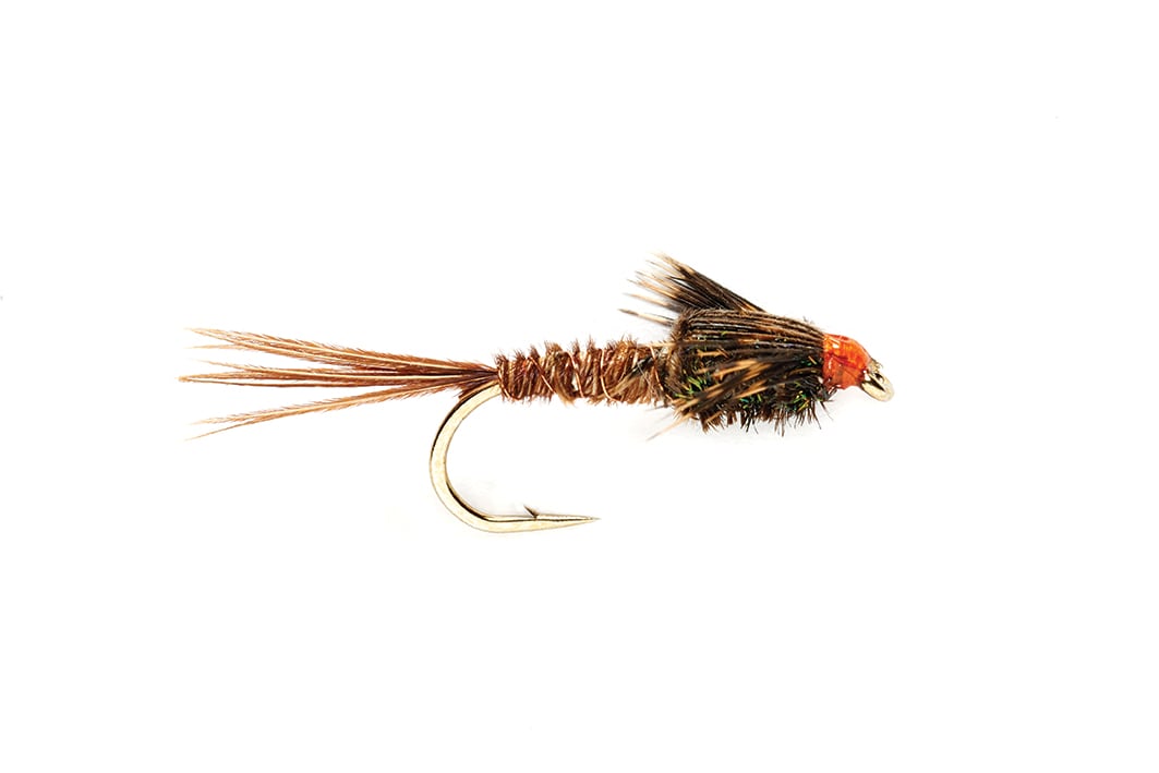 American Pheasant Tail Peacock