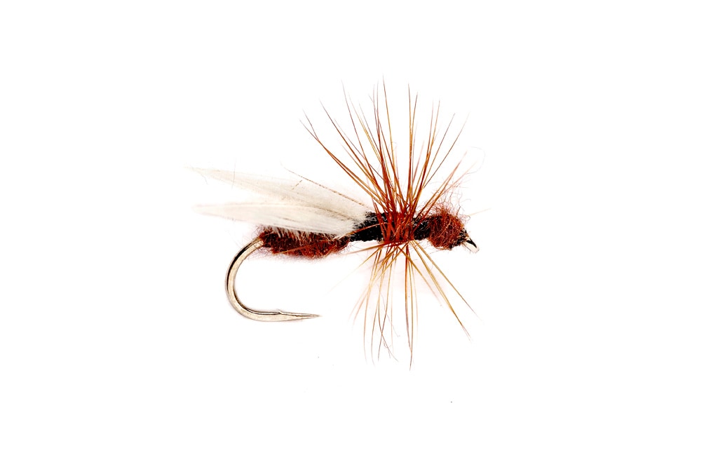 Smith's Flying Ant Black