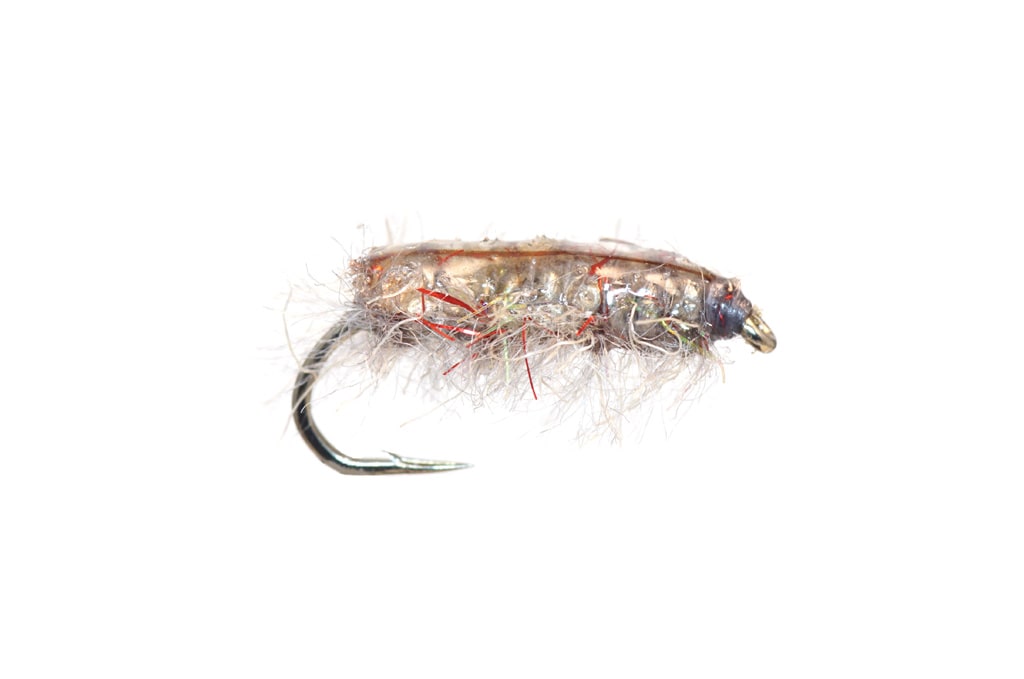 Gut Sack Sow Bug Gray