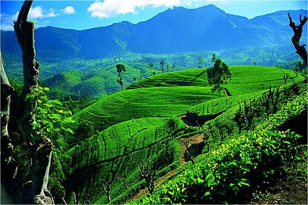 FULLING MILL SRI LANKA