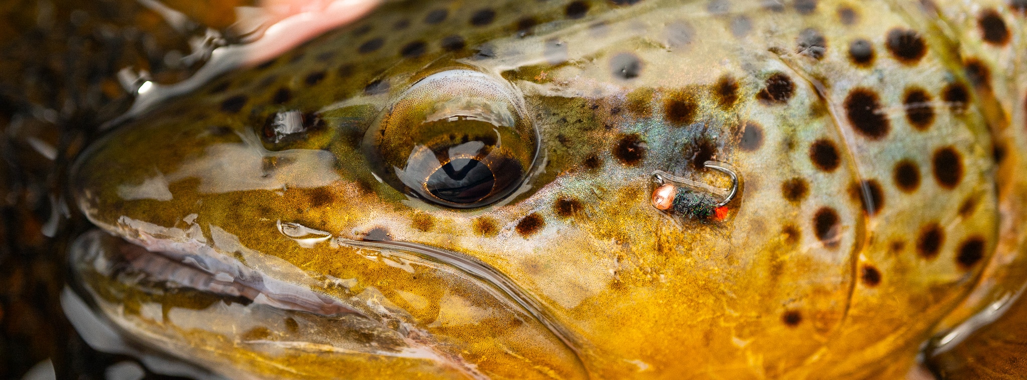 New Flies from Devin Olsen