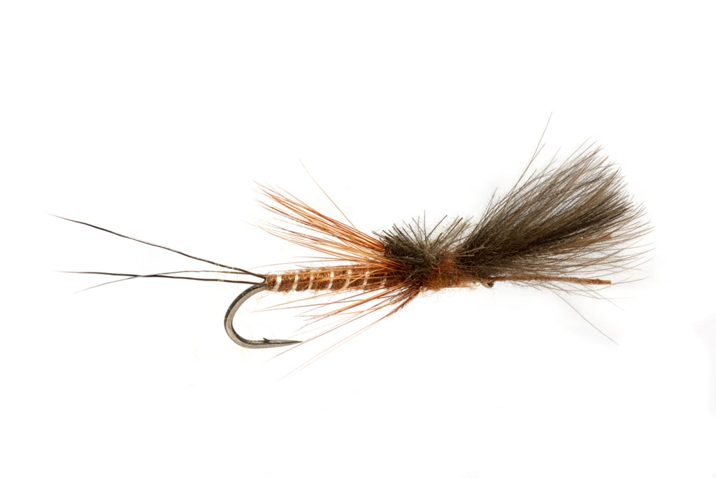 Burkus' Struggling Brown Drake